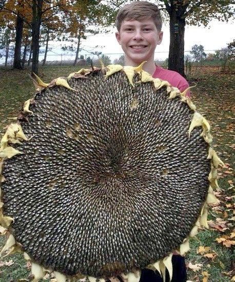 Helianthus annuus 'Giant Disk'