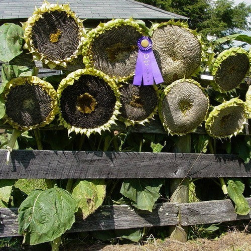 Helianthus annuus 'Giant Disk'