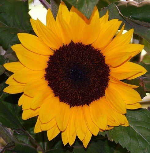 Helianthus annuus 'Jua Maya' F1