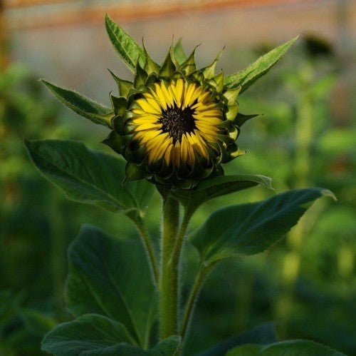 Helianthus annuus 'Jua Maya' F1