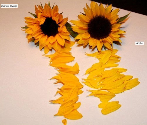 Helianthus annuus 'Jua Maya' F1