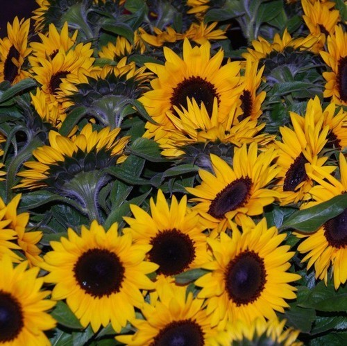 Helianthus annuus 'Jua Maya' F1