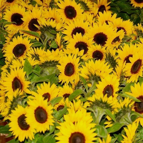 Helianthus annuus 'Jua Maya' F1