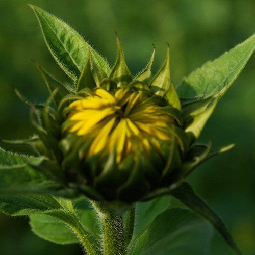 Helianthus annuus 'Jua Maya' F1