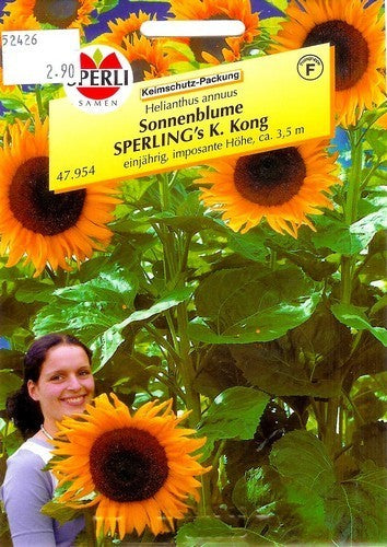 Helianthus annuus 'King Kong'