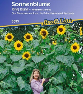 Helianthus annuus 'King Kong'
