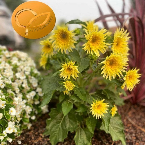 Helianthus annuus 'Lemon Cutie'