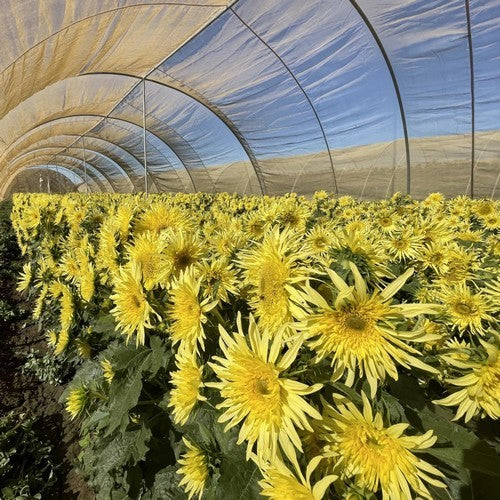 Helianthus annuus 'Lemon Cutie'