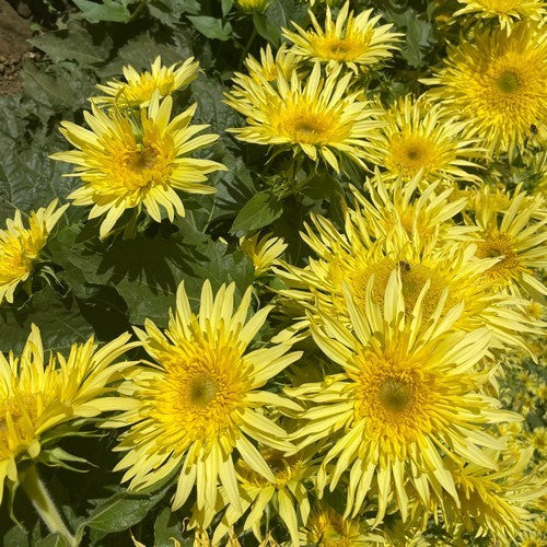 Helianthus annuus 'Lemon Cutie'