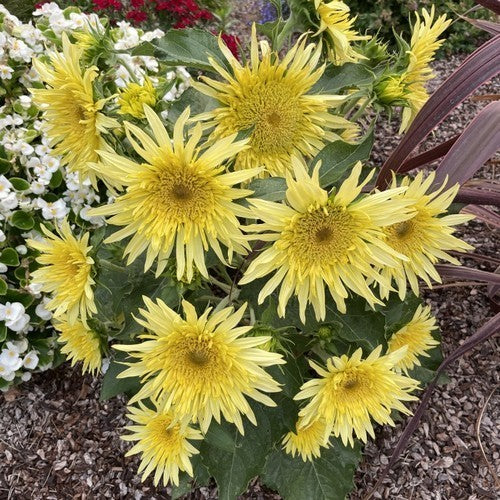 Helianthus annuus 'Lemon Cutie'