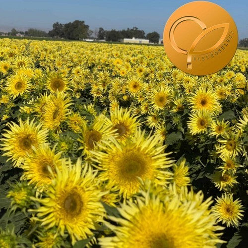 Helianthus annuus 'Lemon Cutie'