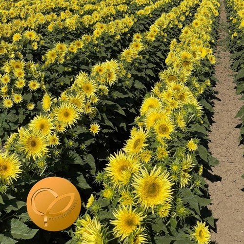 Helianthus annuus 'Lemon Cutie'