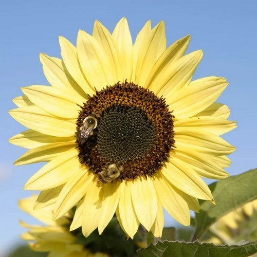 Helianthus annuus 'Lemon Queen'