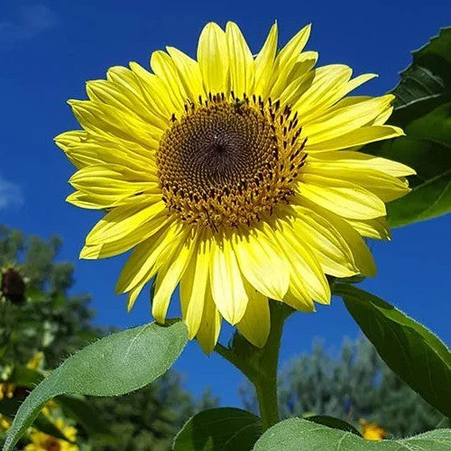 Helianthus annuus 'Lemon Queen'