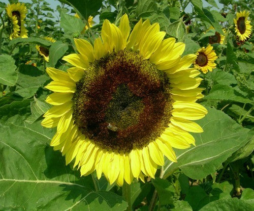 Helianthus annuus 'Moonshine'