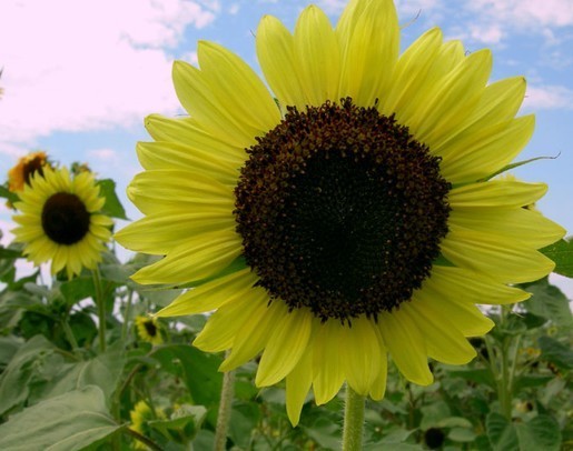 Helianthus annuus 'Moonshine'
