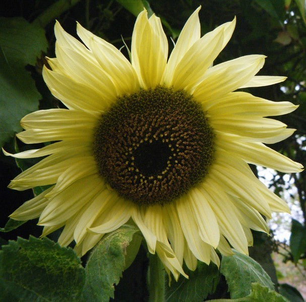 Helianthus annuus 'Moonwalker'