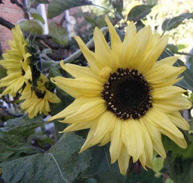 Helianthus annuus 'Moonwalker'