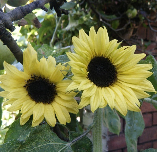 Helianthus annuus 'Moonwalker'
