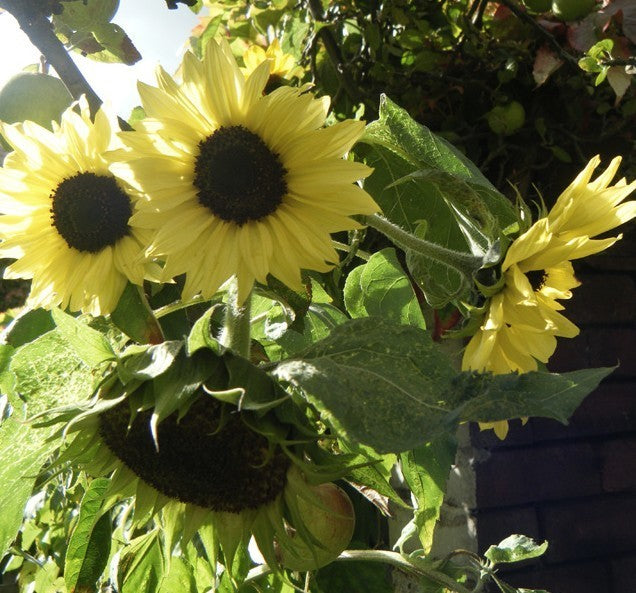 Helianthus annuus 'Moonwalker'