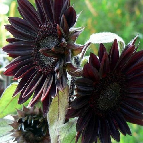 Helianthus annuus 'Moulin Rouge' F1 / 'Ruby' F1 / 'Black Mag'