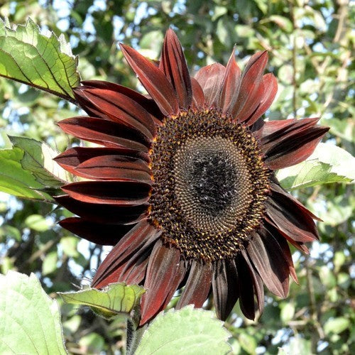 Helianthus annuus 'Moulin Rouge' F1 / 'Ruby' F1 / 'Black Mag'