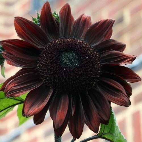 Helianthus annuus 'Moulin Rouge' F1 / 'Ruby' F1 / 'Black Mag'