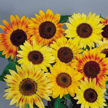 Helianthus annuus 'Music Box' / 'Distinto Mix'