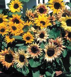 Helianthus annuus 'Music Box' / 'Distinto Mix'