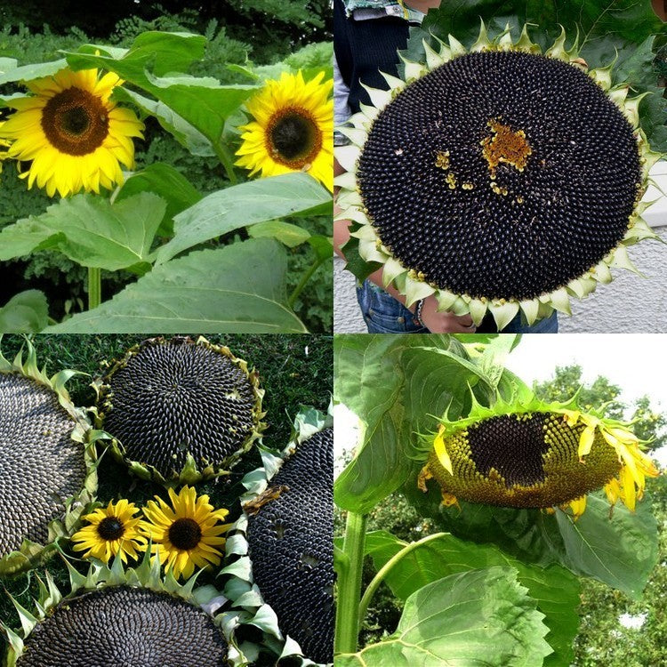 Helianthus Annuus 'Op Zwart Zaad' (Enkel)