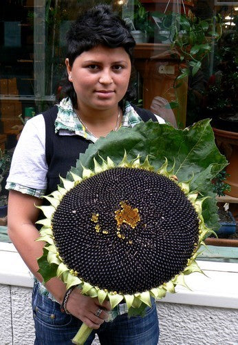 Helianthus annuus 'On Black Seed' (Single)
