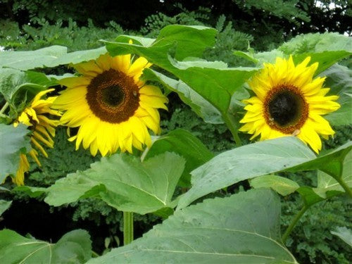 Helianthus annuus 'On Black Seed' (Single)