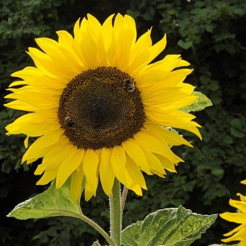 Helianthus annuus 'On Black Seed' (Single)