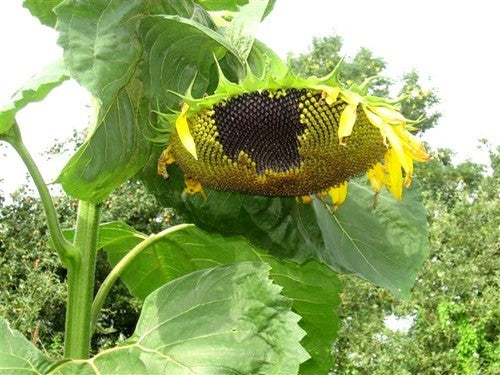 Helianthus annuus 'On Black Seed' (Single)