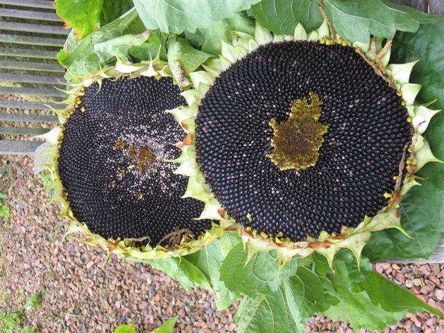 Helianthus annuus 'On Black Seed' (Single)