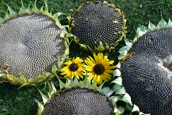 Helianthus annuus 'On Black Seed' (Single)