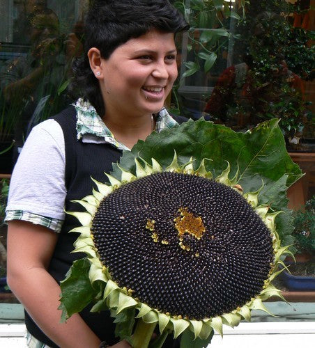 Helianthus annuus 'On Black Seed' (Single)
