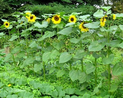 Helianthus annuus 'On Black Seed' (Single)