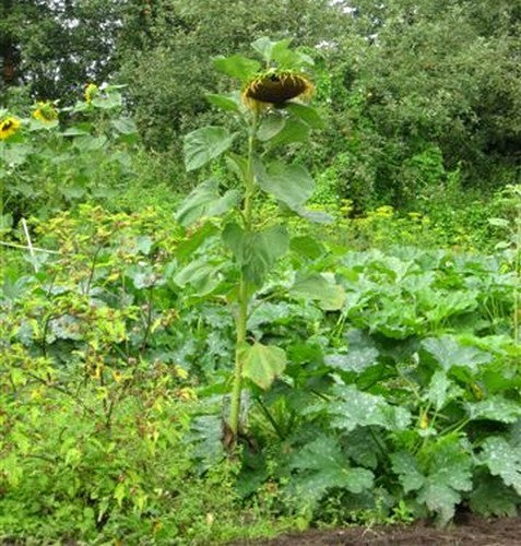 Helianthus annuus 'On Black Seed' (Single)