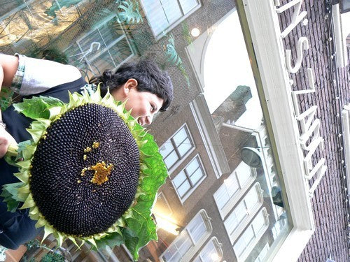 Helianthus annuus 'On Black Seed' (Single)