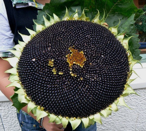 Helianthus annuus 'On Black Seed' (Single)
