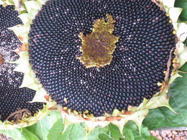 Helianthus annuus 'On Black Seed' (Single)