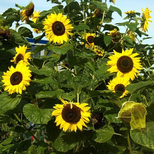 Helianthus annuus 'Op Zwart Zaad' (Vertakt)