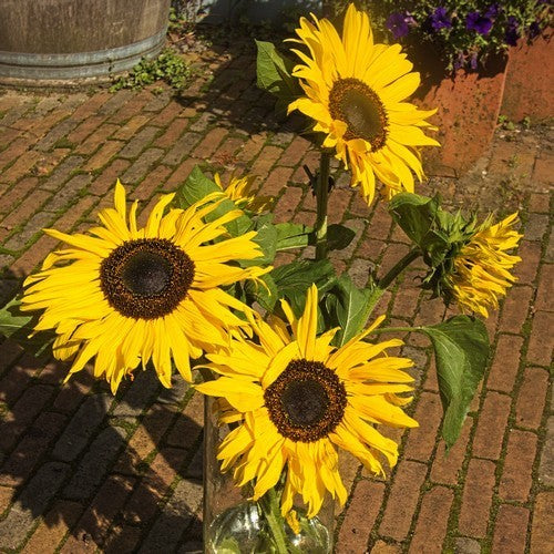Helianthus annuus 'Op Zwart Zaad' (Vertakt)