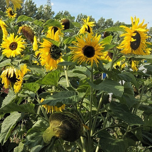 Helianthus annuus 'Op Zwart Zaad' (Vertakt)
