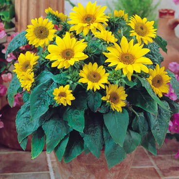 Helianthus annuus 'Pacino Gold'