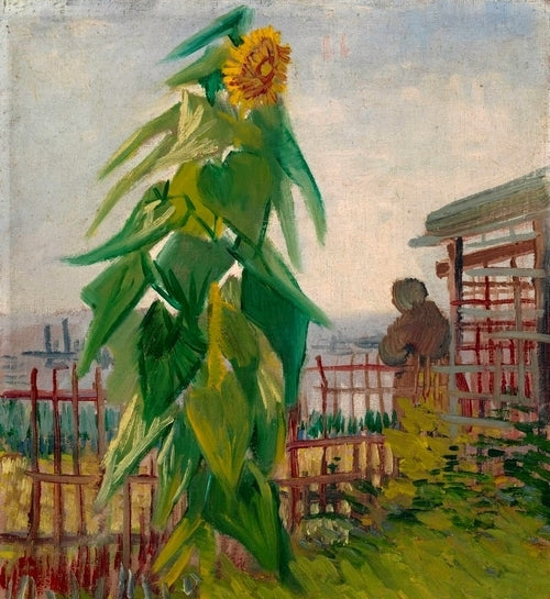 Helianthus annuus 'Pike'S Peak''
