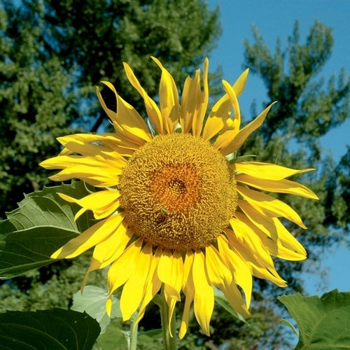 Helianthus annuus 'Pike'S Peak''