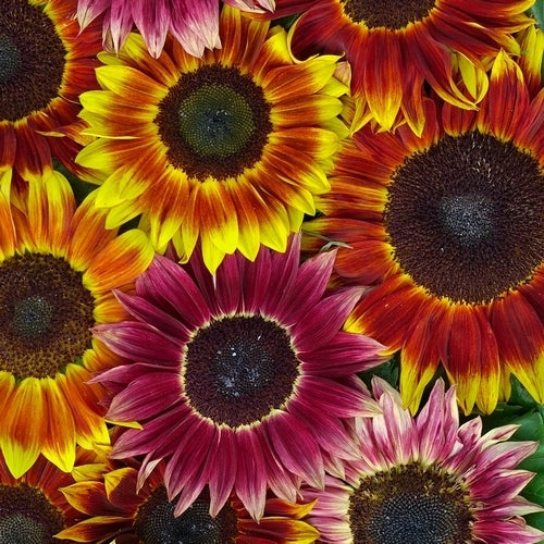 Helianthus annuus 'Harlequin' F1