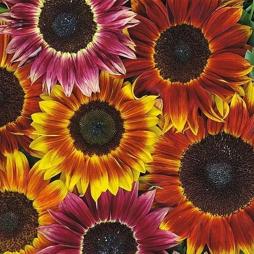 Helianthus annuus 'Harlequin' F1